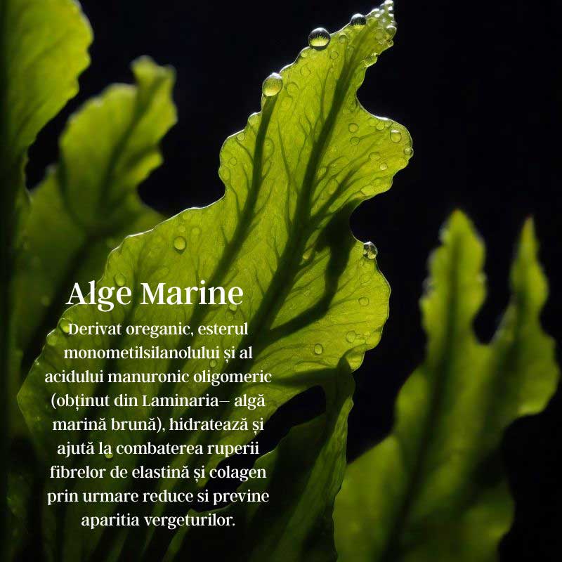 Body Sculpture Cream - Crema anticelulitica/remodelatoare cu Alge Marine, Nuc si Guggul - Image 3